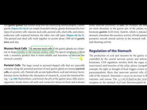 Gastric wall histology 4
