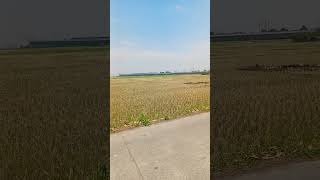 Download lagu kereta cepat melintas di belakang Rest Area Km 149 tol Purbaleunyi mp3