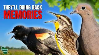 Bird Sounds From Your Childhood You Haven’t Heard in Years