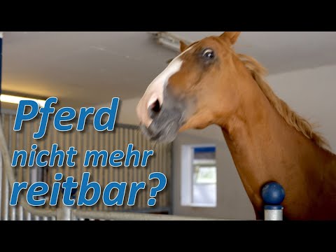 , title : 'Pferd zu gefährlich für seine Besitzerin - Wallach Quebee seit eineinhalb Jahren nicht mehr reitbar'