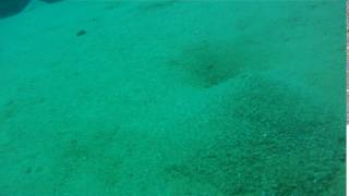 sea crawler, digging a trap