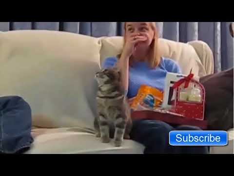 Funny Cats Scared of Random Things Compilation!