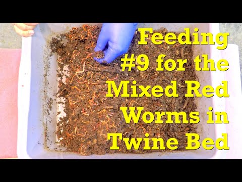 112-day twine bed bin w mixed red worms gets a spread-out 9th feeding - vermicompost