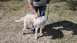 Video preview image #1 Airedale Terrier-Irish Terrier Mix Puppy For Sale in Bandera, TX, USA
