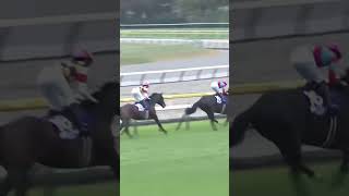 【競馬】タイトルホルダー 絶望のBeReal  in ジャパンカップ   #競馬 #ウマ娘 #動物
