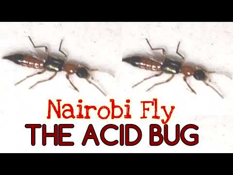 NAIROBI FLY | The Acid Bug | In The Know
