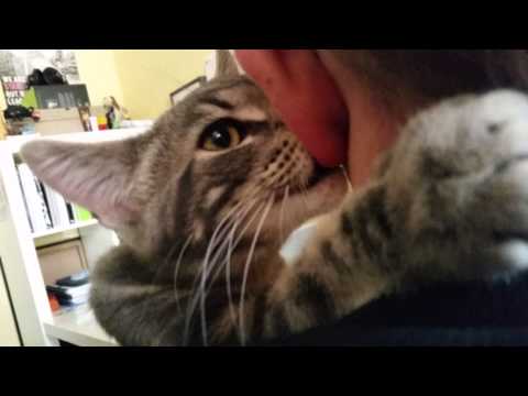 Cat sucking my ear lobe