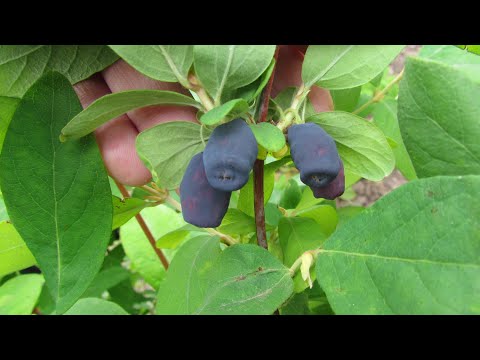 Посадка и уход за жимолостью в течение сезона