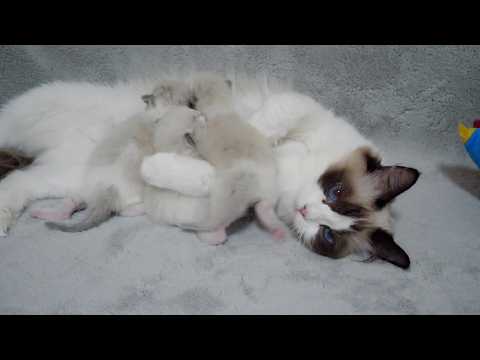 YouTube 썸네일