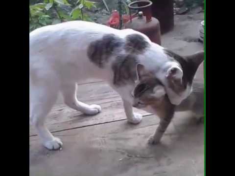 Two brothers fighting