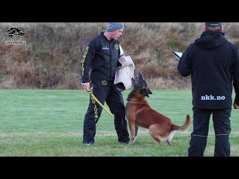 Gamle Bryn av Staalhjerte   C