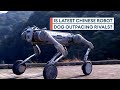 China S New Unitree B2 W Robot Dog Boasts Incredible Agility And Balance