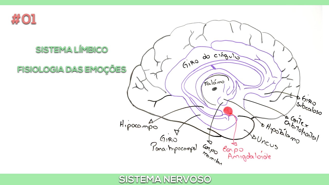 Sistema Límbico #1: História da fisiologia das emoções e circuito de Papéz
