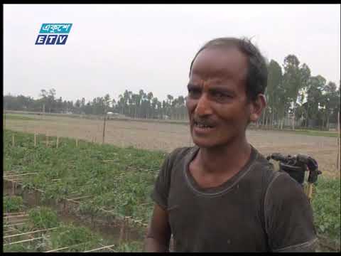 আদিতমারীর বিশ গ্রামে সব্জী বীজ উৎপাদন