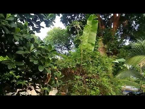 song covered by ROGELIO LLANOS TV