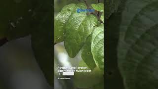 Prakiraan Cuaca 33 Kota di Indonesia Hari Ini, 24 Maret 2023