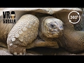 Giant Aldabra Tortoises Teaser