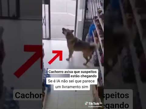 Cachorro avisa que suspeitos estão chegando