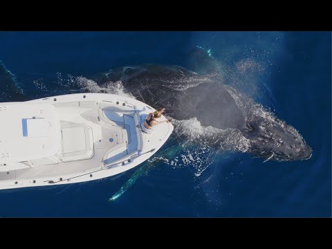 Giant Whale Plays Peek-a-Boo with a Lucky Girl in San Diego!