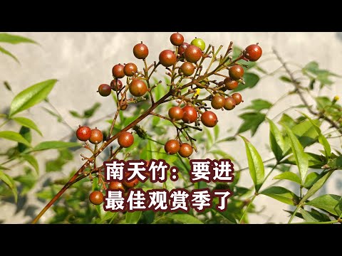 南天竹盆栽
