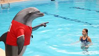 This Dolphin Is The Lifeguard Now!