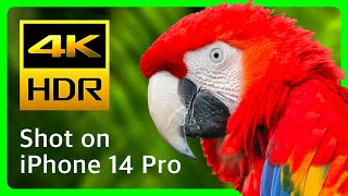 iPhone 14 Pro Max: Amazing 4K HDR for a Phone! | Dolby Vision & Prores Short Demo