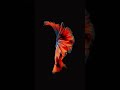 HD Fish Live Wallpaper For IPhones Video 4K Blue Fish Free Download