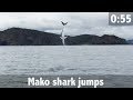 Mako Shark Jumps
