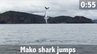 Download lagu Mako Shark Jumps mp3 Download lagu Mako Shark Jumps mp3