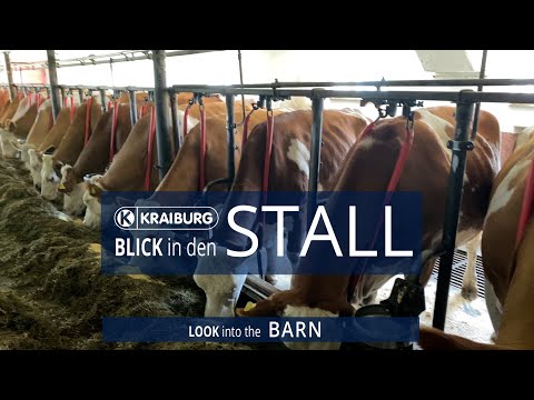 Combined housing - look into the barn