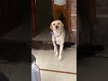 777 Charlie Charlie Dog 777charlie