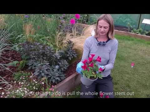 How to care for Alstroemeria, Peruvian Lilies