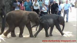 preview picture of video 'Pinnawala Elephant Orphanage, Sri Lanka 2012'