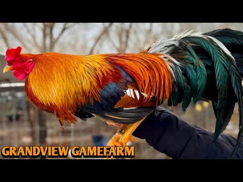 Yellow leg hatch Grey Sweater - GRANDVIEW FARM