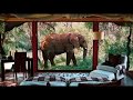 Top 5 Wildlife Resorts In India Luxury Jungle Resorts In India Travelsite India