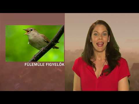 JTV Híradó 2018/19 - 2018.05.13.