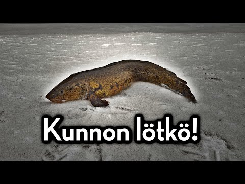 Komea made katiskasta!