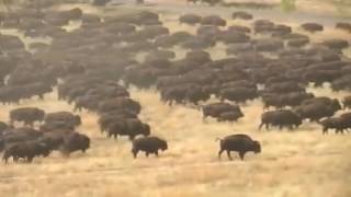 Simply Beautiful! Tasiwóo or nʉmʉ kuutsu is how we say Buffalo!