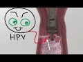 Histology of the Female Reproductive System - Made Easy!