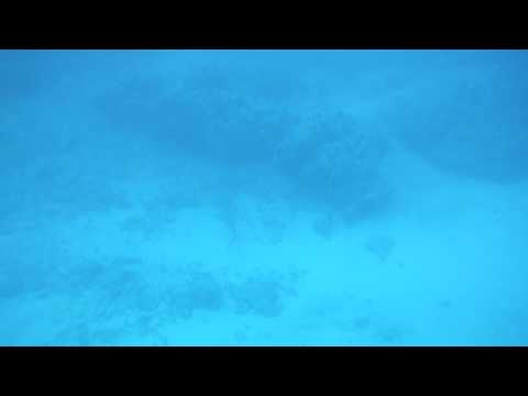 2016.05.22 White-Tipped Reef Shark While Snorkeling at Turtle Arches, Maui