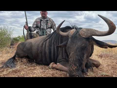 Hunting Blue Wildebeest
