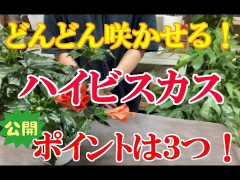 ハイビスカスの手入れ: 完璧な花を咲かせるための 5 つのヒント 植物