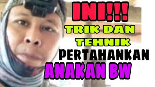 Download lagu THIS!!! Tricks and techniques for maintaining young swallows //how to maintain a young swallow. mp3