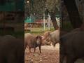 Pigs Pig Sounds