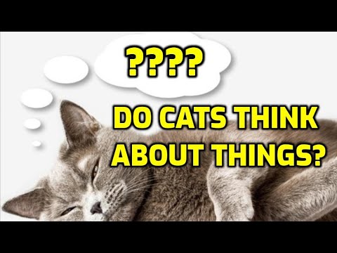 What Does My Cat Think About All Day?