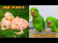 Green Ringneck Baby Parrot Growth Stages | Full Care And Training