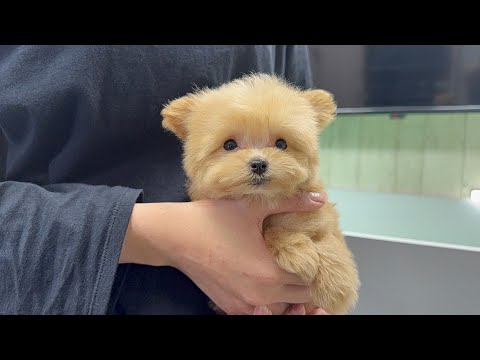 YouTube動画のサムネイル