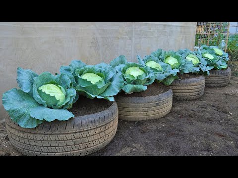 I can grow high yielding cabbage without a garden thanks to this secret