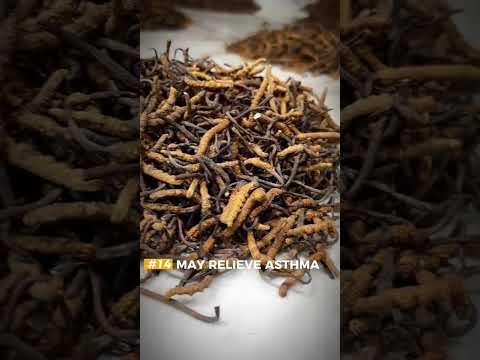 Harvesting caterpillar fungus, 1 gram, ophiocordyceps sinens...