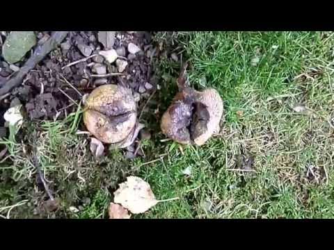 The Common Earthball (Scleroderma citrinum) - Nature Insights